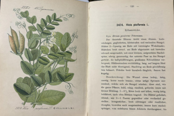 Ernst Dr. Hallier - Flora von Deutschland (Vierundzwanzigster Band. 101-106)