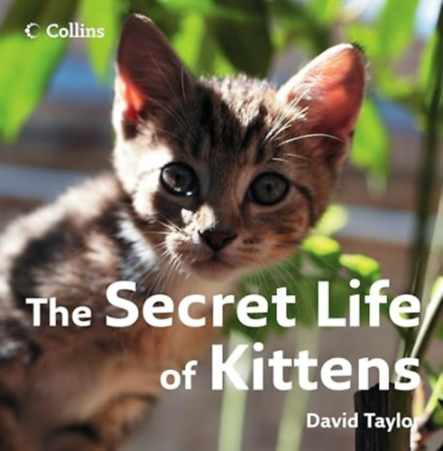 by David Taylor  (Author) - The Secret Life of Kittens