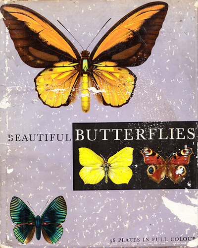 Prochzka; Moucha - Beautiful butterflies