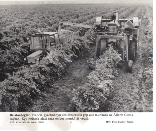 MTI eredeti fot�: Balatonbogl�r - sz�l�sz�retel� g�p (17x24 cm)