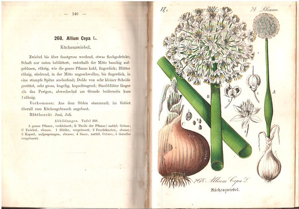 Ernst Dr. Hallier - Flora von Deutschland (Dritter Band. 13-14.)